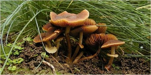 Jamur Mysocosis - Jamur Paling Berbahaya yang menyebabkan